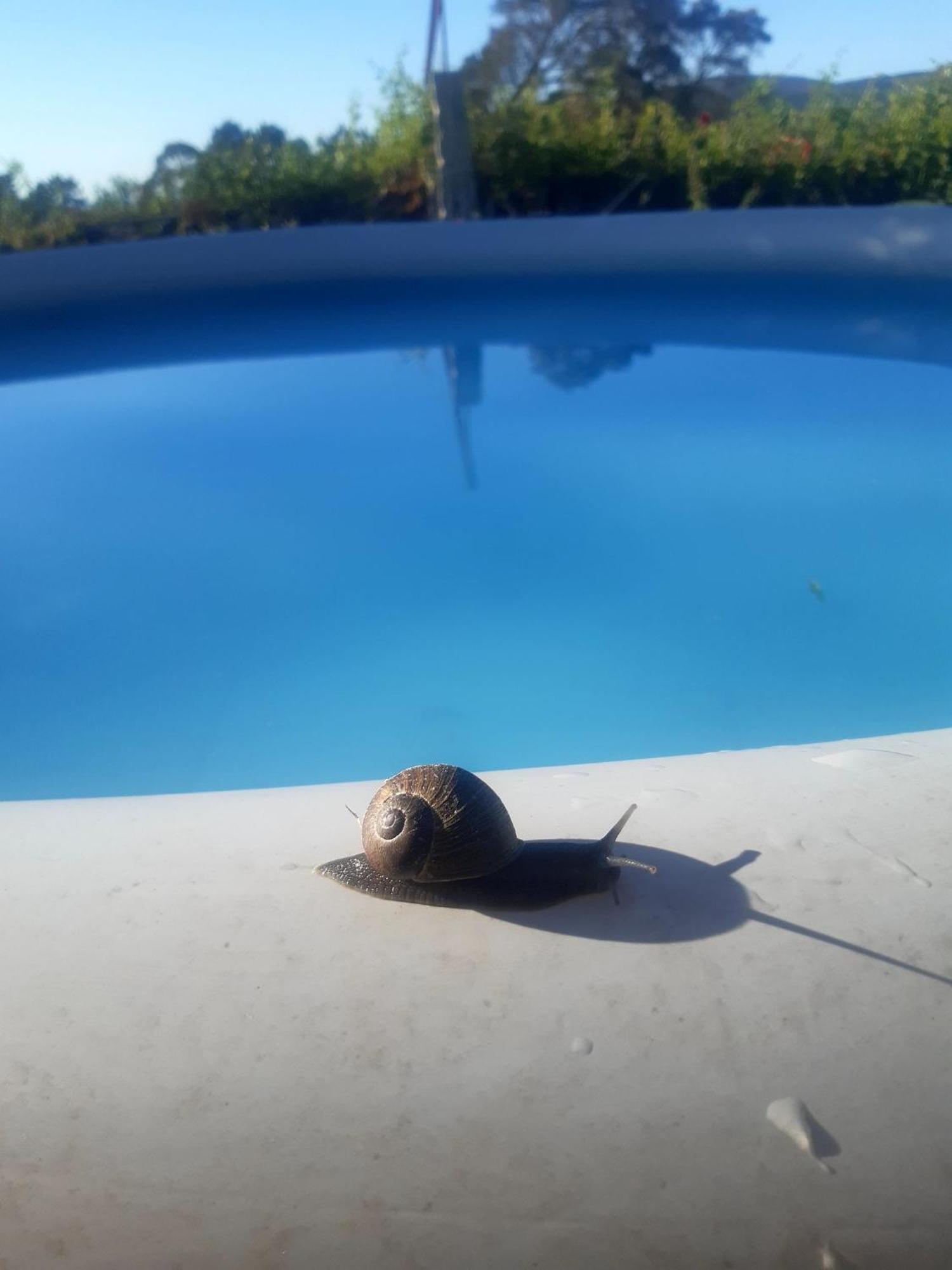 Casinha Nº461 Villa Vila Praia de Âncora Eksteriør bilde